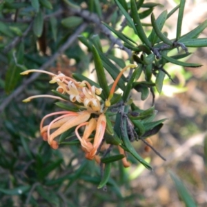 Grevillea sp. at Kambah, ACT - 29 Sep 2015 05:21 PM