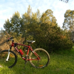 Grevillea sp. at Kambah, ACT - 29 Sep 2015 05:21 PM