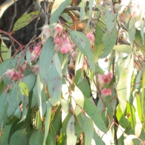 Eucalyptus sideroxylon at Lake Tuggeranong - 29 Sep 2015