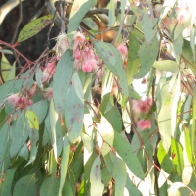 Eucalyptus sideroxylon (Mugga Ironbark) at Kambah, ACT - 29 Sep 2015 by ArcherCallaway