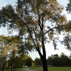 Eucalyptus sideroxylon at Lake Tuggeranong - 29 Sep 2015