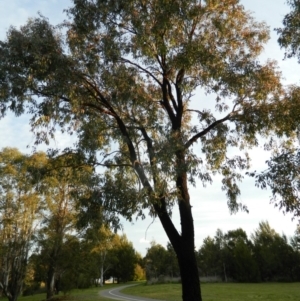 Eucalyptus sideroxylon at Lake Tuggeranong - 29 Sep 2015