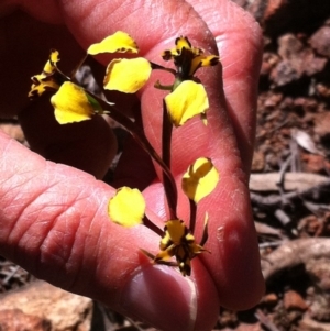 Diuris pardina at Majura, ACT - suppressed