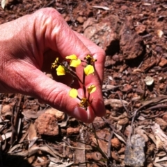 Diuris pardina at Majura, ACT - suppressed