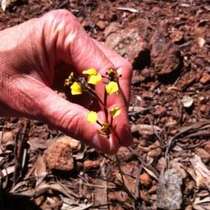 Diuris pardina at Majura, ACT - suppressed