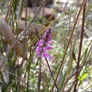 Indigofera australis subsp. australis at Majura, ACT - 29 Sep 2015 12:00 AM