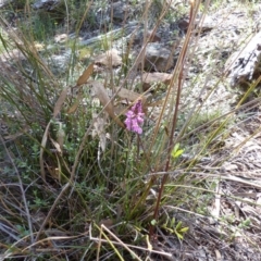 Indigofera australis subsp. australis at Majura, ACT - 29 Sep 2015 12:00 AM