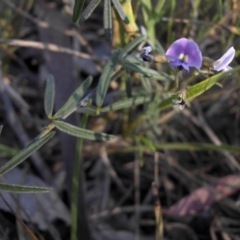 Glycine clandestina at Campbell, ACT - 30 Sep 2015 08:53 AM