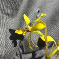 Diuris pardina (Leopard Doubletail) at Majura, ACT - 30 Sep 2015 by MattM
