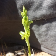 Hymenochilus cycnocephalus at Majura, ACT - 30 Sep 2015