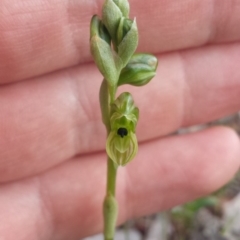 Hymenochilus bicolor (ACT) = Pterostylis bicolor (NSW) (Black-tip Greenhood) at Majura, ACT - 27 Sep 2015 by MattM