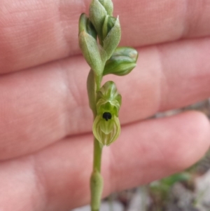 Hymenochilus bicolor (ACT) = Pterostylis bicolor (NSW) at Majura, ACT - 27 Sep 2015