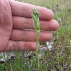 Hymenochilus bicolor (ACT) = Pterostylis bicolor (NSW) at Majura, ACT - 27 Sep 2015