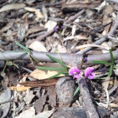 Glycine clandestina (Twining Glycine) at Ainslie, ACT - 12 Sep 2015 by TobiasHayashi