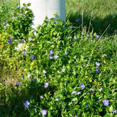 Vinca major (Blue Periwinkle) at Weston Creek, ACT - 30 Sep 2015 by RyuCallaway