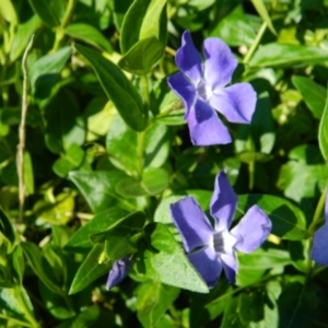 Vinca major at Weston Creek, ACT - 30 Sep 2015