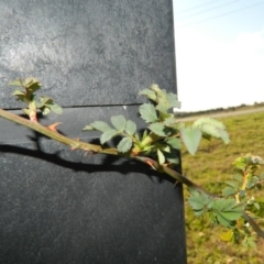 Rosa sp. (A Wild Rose) at Weston Creek, ACT - 30 Sep 2015 by ArcherCallaway
