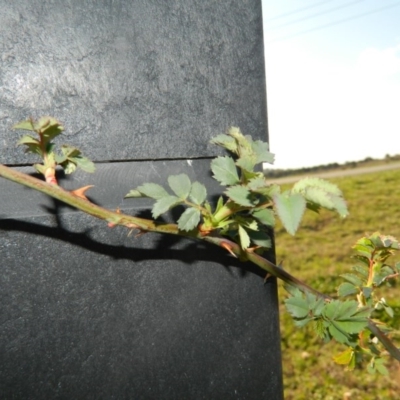 Rosa sp. (A Wild Rose) at Weston Creek, ACT - 30 Sep 2015 by ArcherCallaway