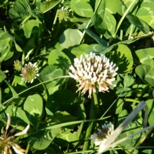 Trifolium repens at Weston Creek, ACT - 30 Sep 2015