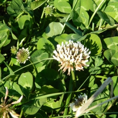Trifolium repens (White Clover) at Weston Creek, ACT - 30 Sep 2015 by RyuCallaway