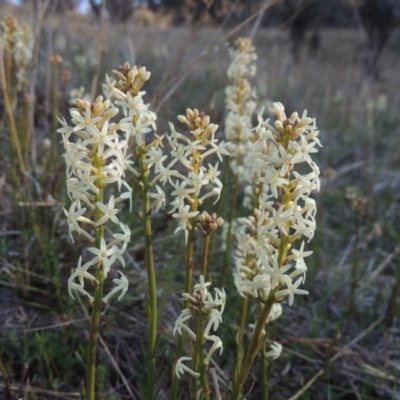 Stackhousia monogyna (Creamy Candles) at Conder, ACT - 26 Sep 2015 by michaelb