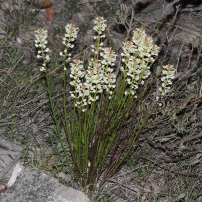 Stackhousia monogyna (Creamy Candles) at Stranger Pond - 29 Sep 2015 by michaelb