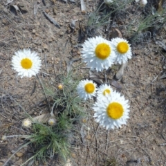 Leucochrysum albicans subsp. tricolor (Hoary Sunray) at Farrer, ACT - 30 Sep 2015 by FranM