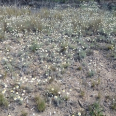 Leucochrysum albicans subsp. tricolor at Farrer, ACT - 30 Sep 2015 01:29 PM