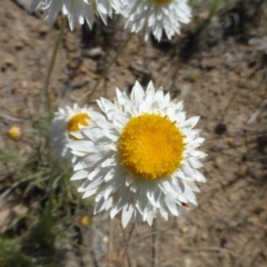 Leucochrysum albicans subsp. tricolor at Farrer, ACT - 30 Sep 2015 01:29 PM