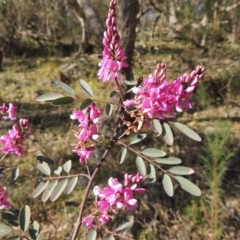 Indigofera australis subsp. australis (Australian Indigo) at Rob Roy Range - 26 Sep 2015 by MichaelBedingfield