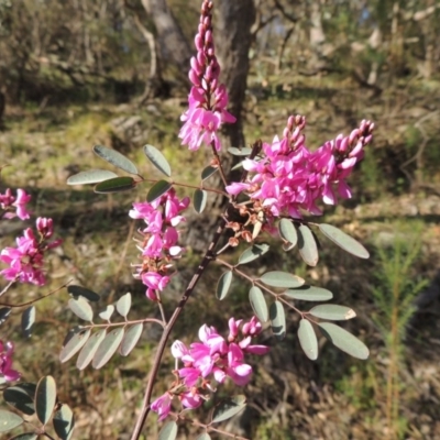 Indigofera australis subsp. australis (Australian Indigo) at Banks, ACT - 26 Sep 2015 by michaelb