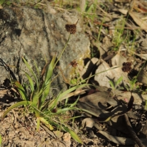 Luzula densiflora at Conder, ACT - 26 Sep 2015 06:03 PM