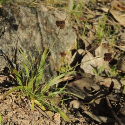 Luzula densiflora (Dense Wood-rush) at Conder, ACT - 26 Sep 2015 by MichaelBedingfield