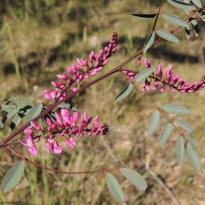 Indigofera australis subsp. australis at Conder, ACT - 26 Sep 2015