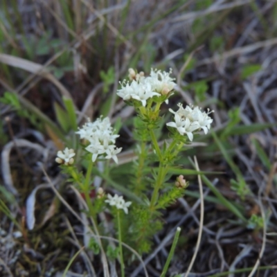 Asperula conferta (Common Woodruff) at Rob Roy Range - 26 Sep 2015 by MichaelBedingfield