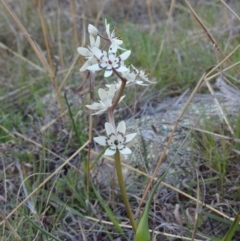 Wurmbea dioica subsp. dioica (Early Nancy) at Conder, ACT - 26 Sep 2015 by michaelb