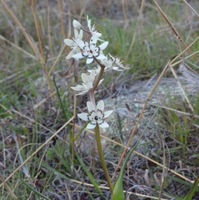 Wurmbea dioica subsp. dioica (Early Nancy) at Rob Roy Range - 26 Sep 2015 by MichaelBedingfield