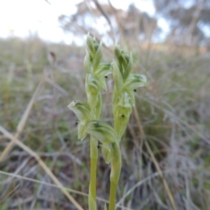 Hymenochilus cycnocephalus at Conder, ACT - 26 Sep 2015