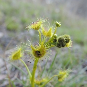 Drosera gunniana at Conder, ACT - 26 Sep 2015 06:29 PM