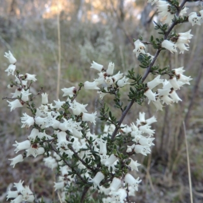 Cryptandra amara (Bitter Cryptandra) at Rob Roy Range - 26 Sep 2015 by MichaelBedingfield