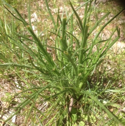 Eryngium ovinum (Blue Devil) at Belconnen, ACT - 29 Sep 2015 by RichardMilner