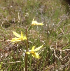 Diuris chryseopsis (Golden Moth) at Molonglo Valley, ACT - 29 Sep 2015 by RichardMilner