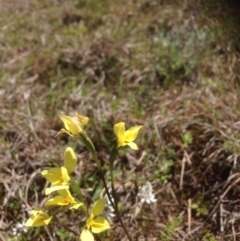 Diuris chryseopsis (Golden Moth) at Molonglo River Reserve - 29 Sep 2015 by RichardMilner