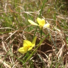 Diuris chryseopsis (Golden Moth) at Molonglo River Reserve - 1 Oct 2015 by RichardMilner