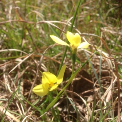 Diuris chryseopsis (Golden Moth) at Molonglo River Reserve - 1 Oct 2015 by RichardMilner