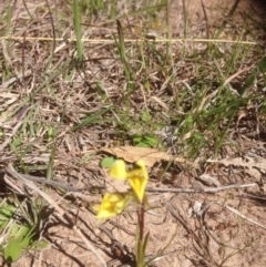 Diuris chryseopsis (Golden Moth) at Belconnen, ACT - 1 Oct 2015 by RichardMilner