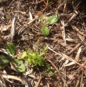 Isoetopsis graminifolia at Molonglo River Reserve - 1 Oct 2015