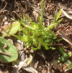 Isoetopsis graminifolia at Molonglo River Reserve - 1 Oct 2015