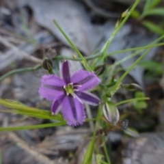 Thysanotus patersonii (Twining Fringe Lily) at Farrer, ACT - 30 Sep 2015 by FranM