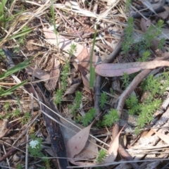 Asperula conferta (Common Woodruff) at Acton, ACT - 1 Oct 2015 by TimYiu